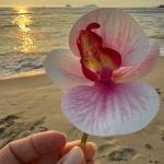 EnLazame Orquídea Clip