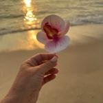 EnLazame Orquídea Clip